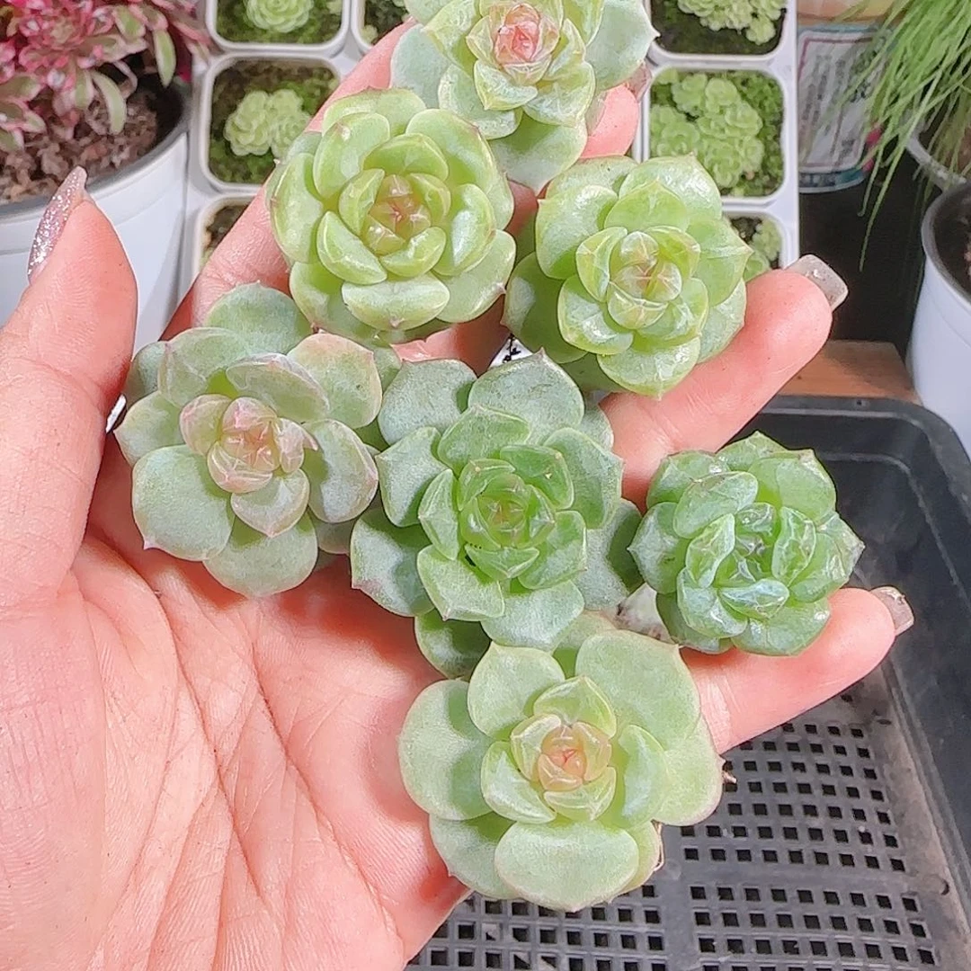 0630---40糖心珍妮2-3cm