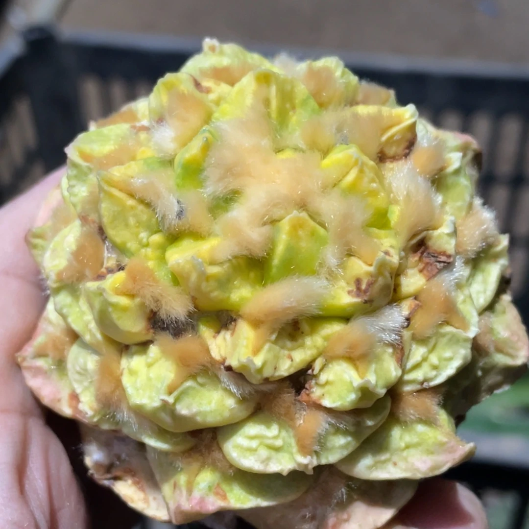 全部花朵福利翘犹种源锦848