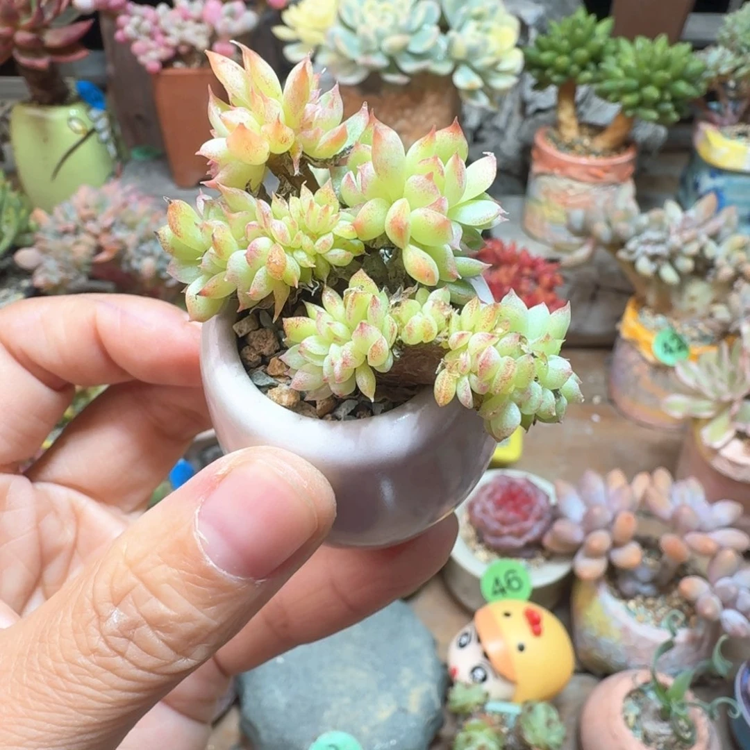 虞姬麦秆 多肉含盆土 一物一拍