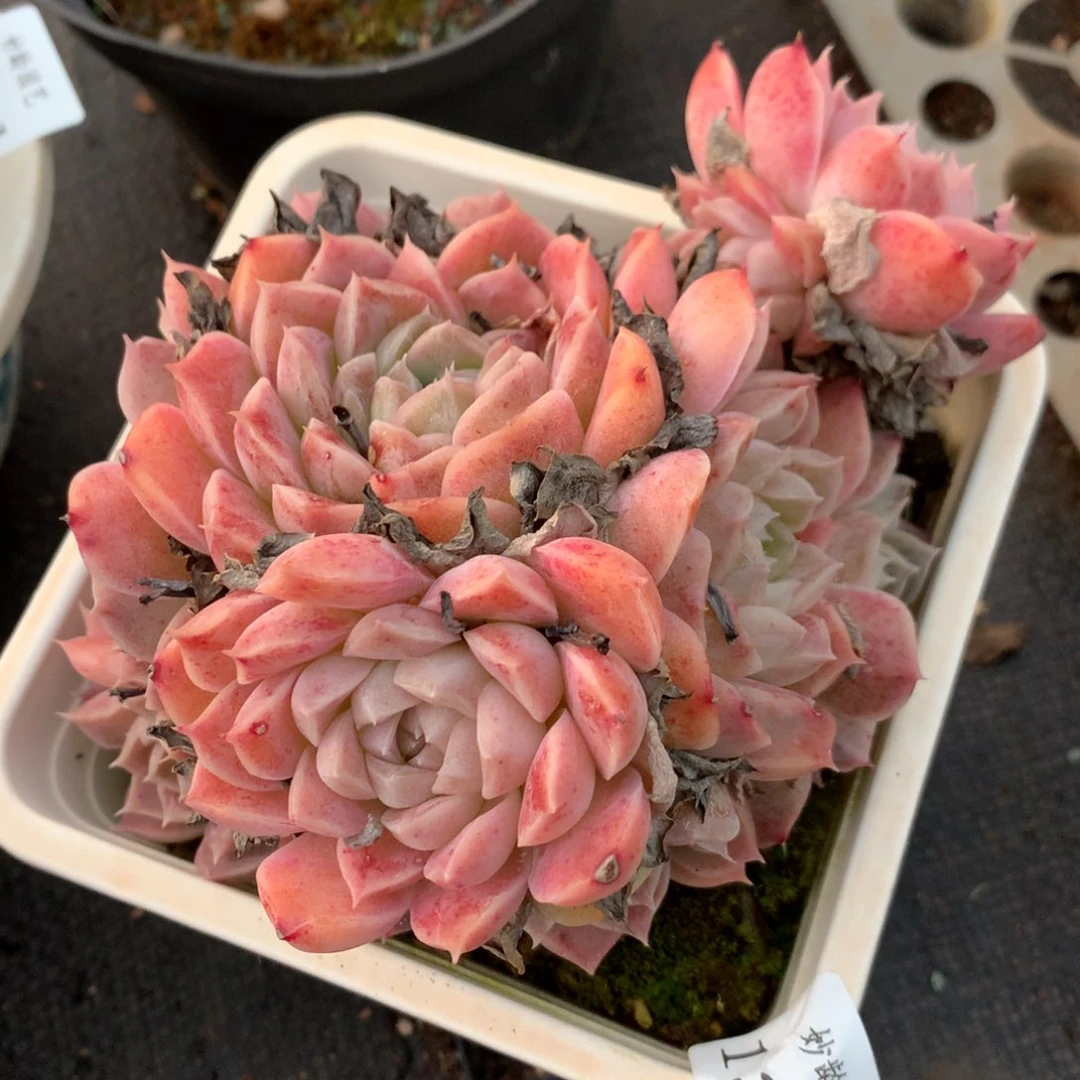 1393新年快乐发发发