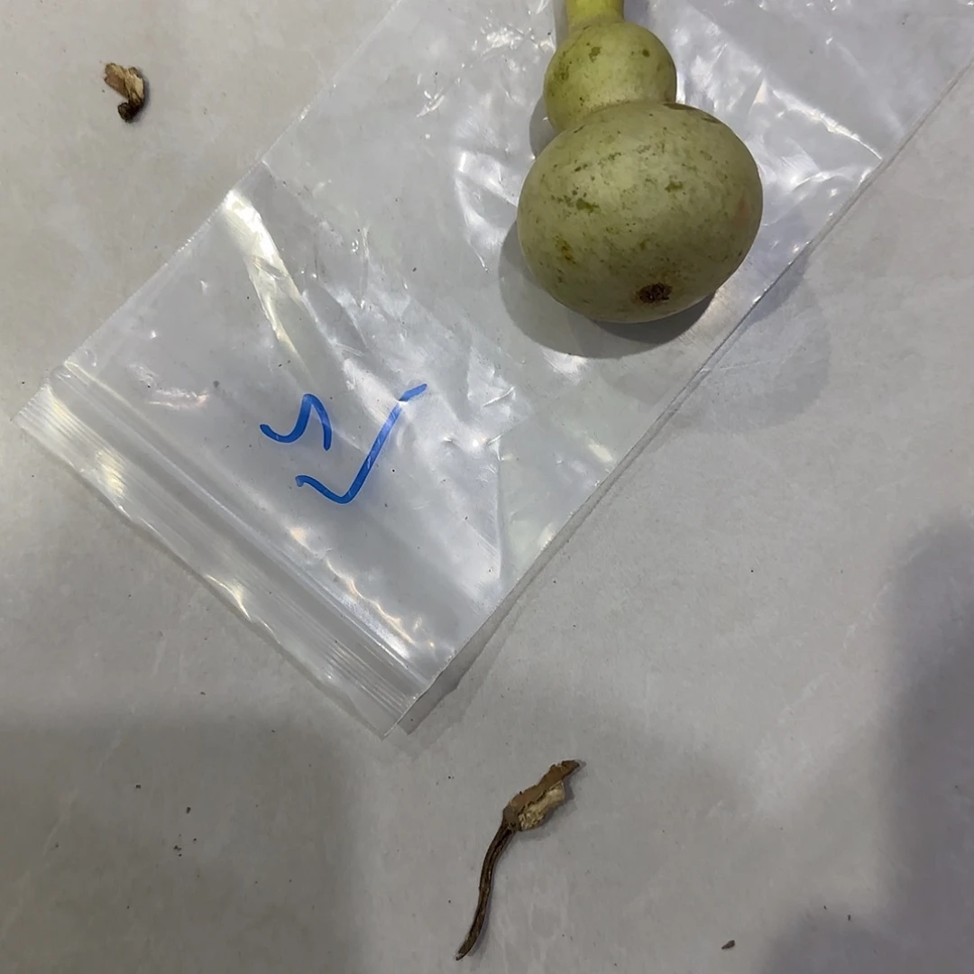 j***x青皮不包成青皮不包成