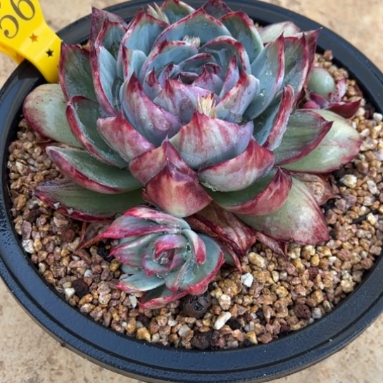 56惊鸿仙子 夏鸣园艺