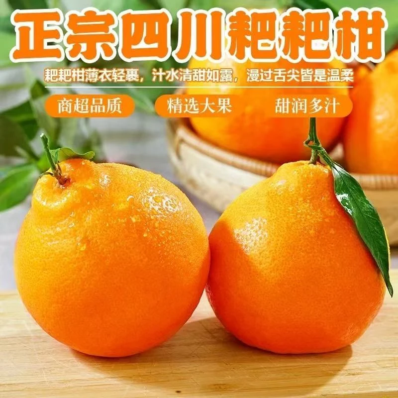 四川产地新鲜耙耙柑带叶现摘发货多汁爽口水果果粒饱满