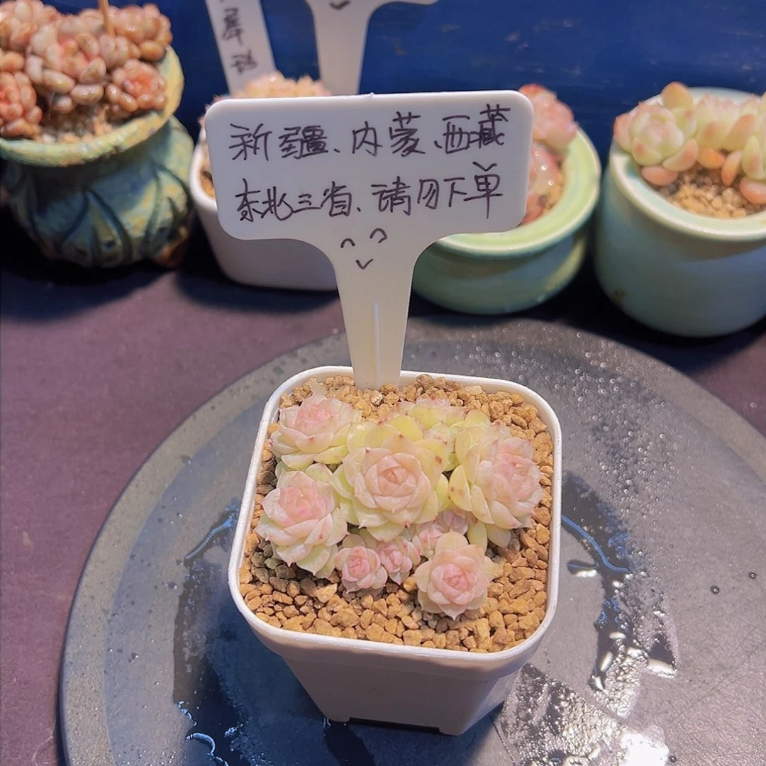 灵犀珍妮，带盆发货，