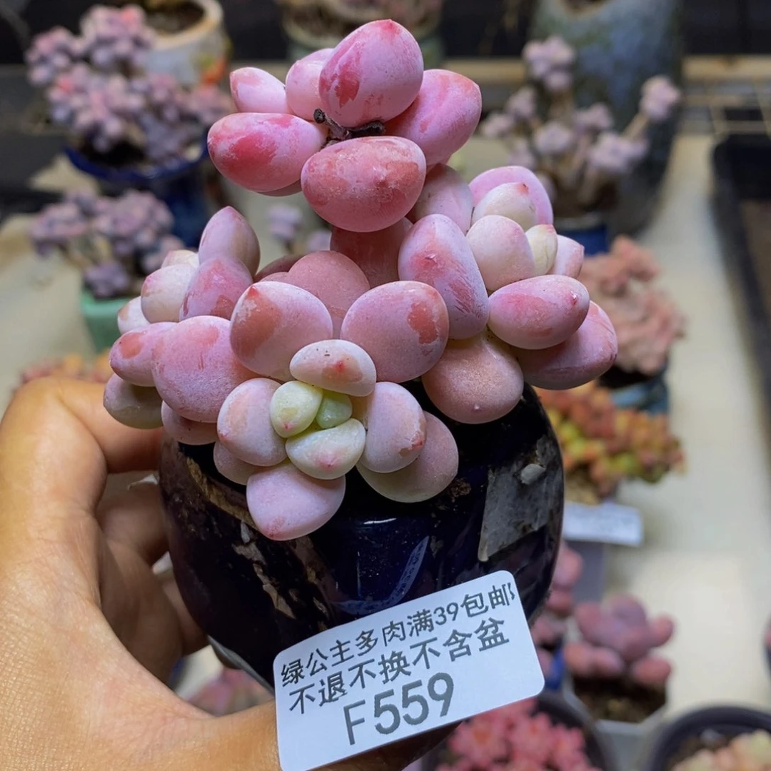 559樱花洛神多肉7cm