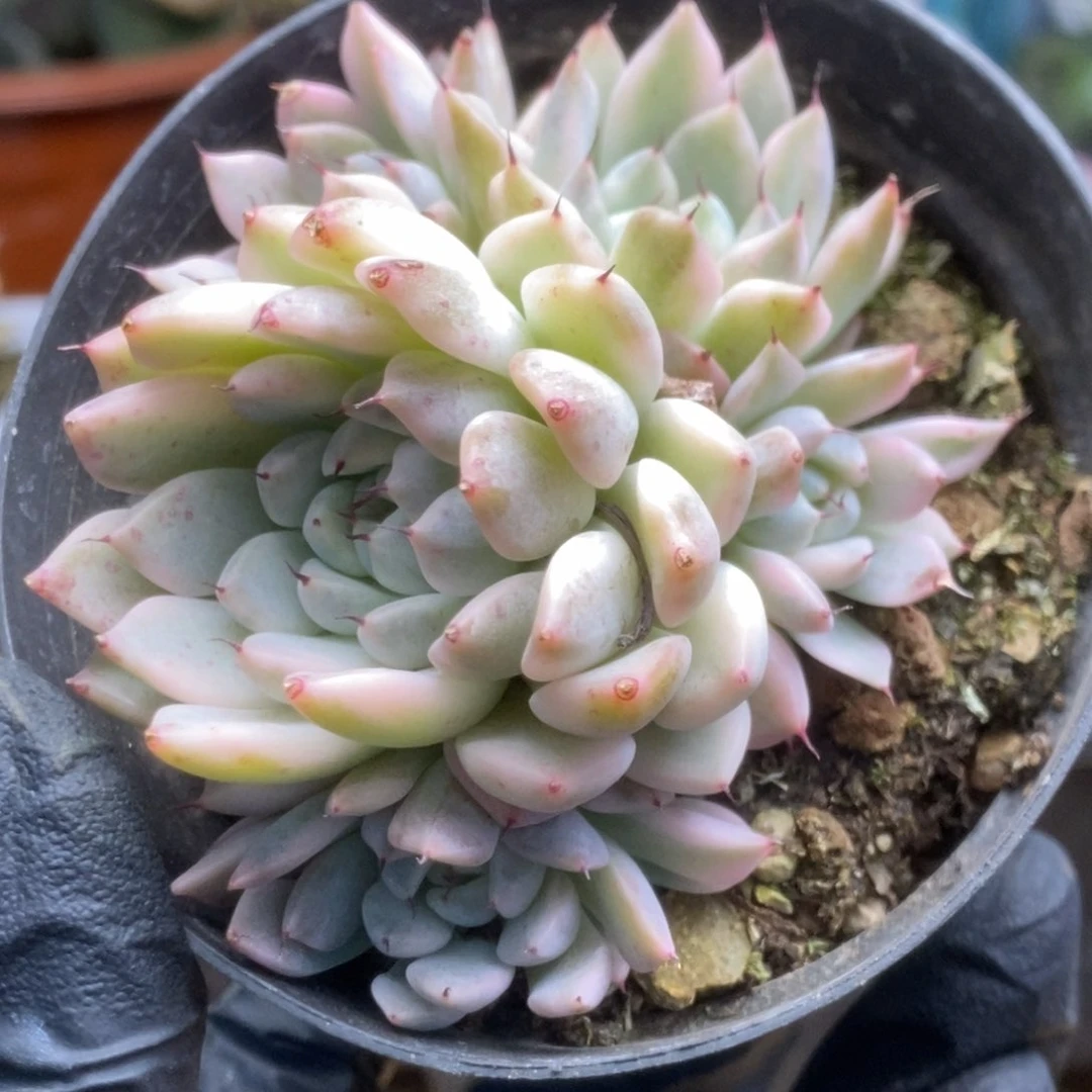 725妲己锦锦锦锦锦锦