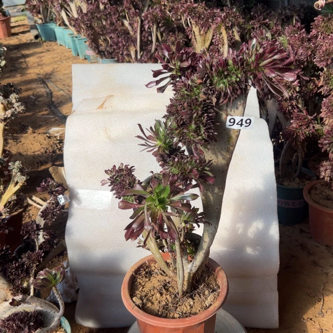 有伤黑缀949高度43厘米