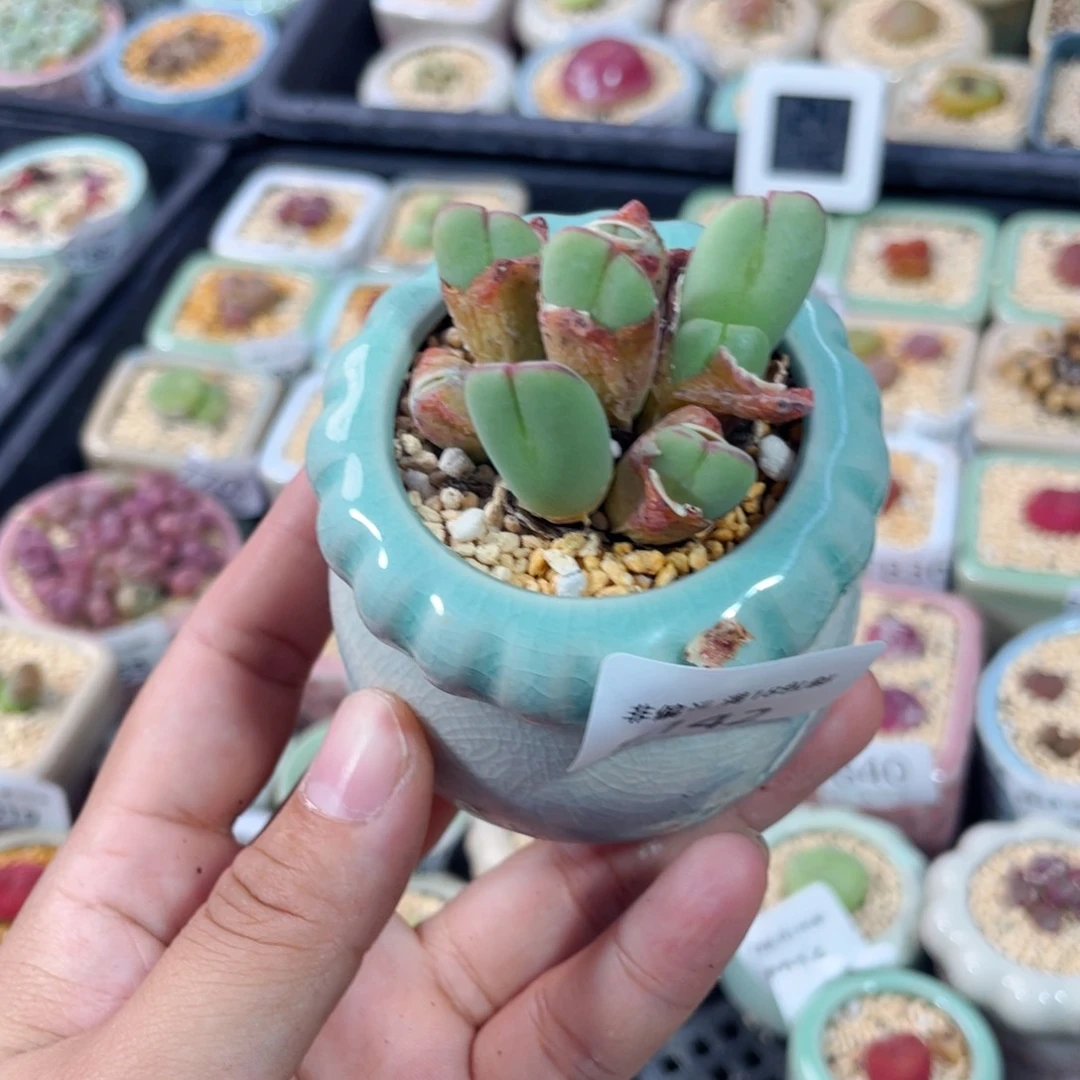 无花朵8142--一物一拍 带盆