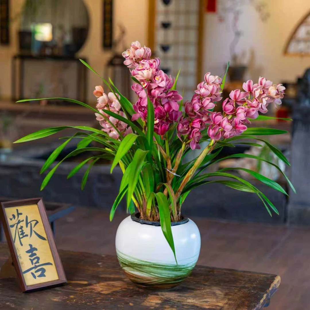 精品大花蕙兰【紫红皇后】3-4带花剑带花苞长花期室内高档清香型