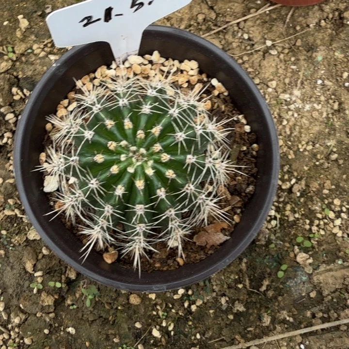 丝牡丹一物一拍E757