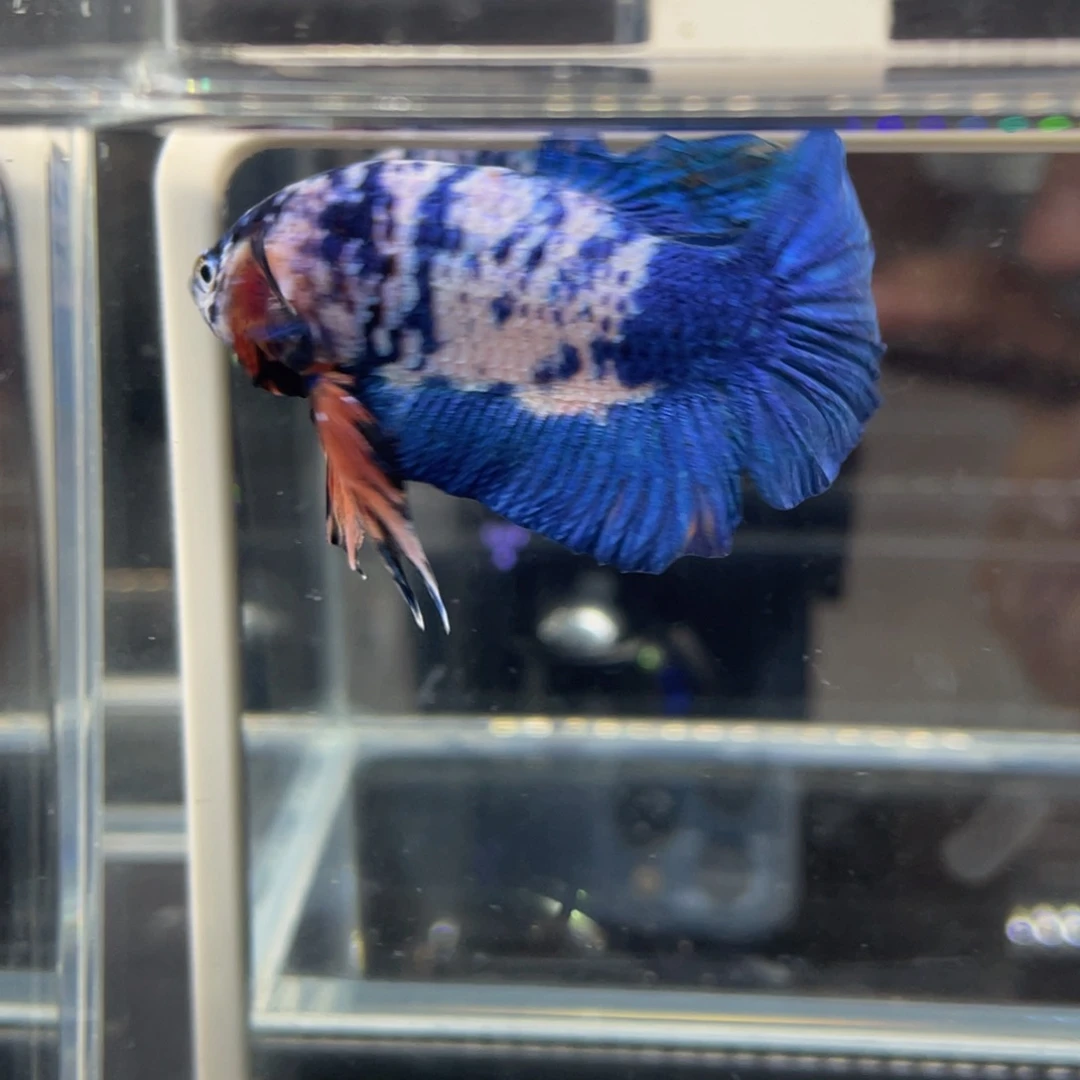 斗鱼11.22早大理石青花将军公025