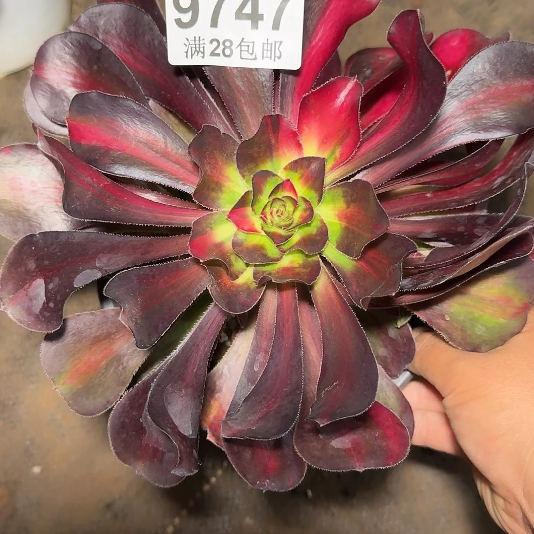 747 花蝴蝶多肉植物法师
