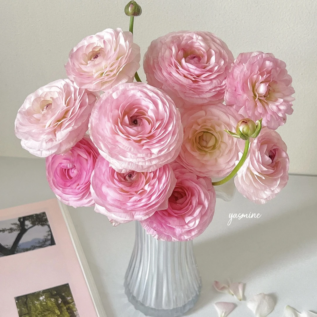 塞纳河洋牡丹稀有品种鲜花重瓣水养细杆子特殊品种