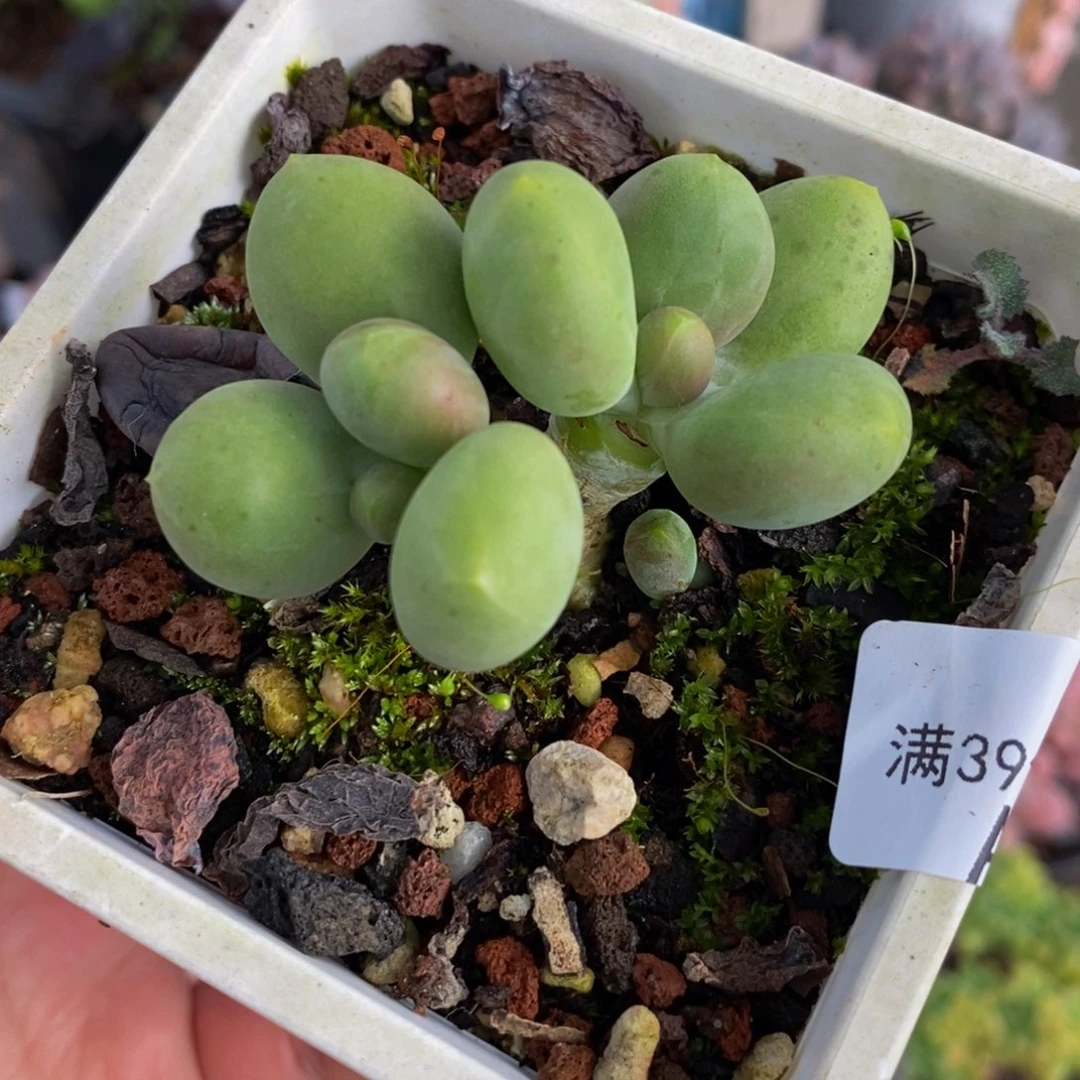 3297芒果奶5cm多肉
