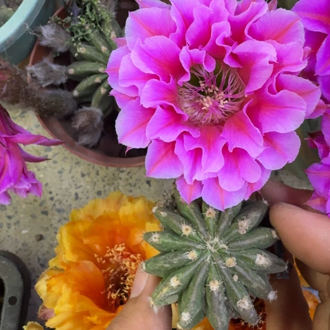 3彩草芙蓉歪4公分左右无根侧牙，20包邮