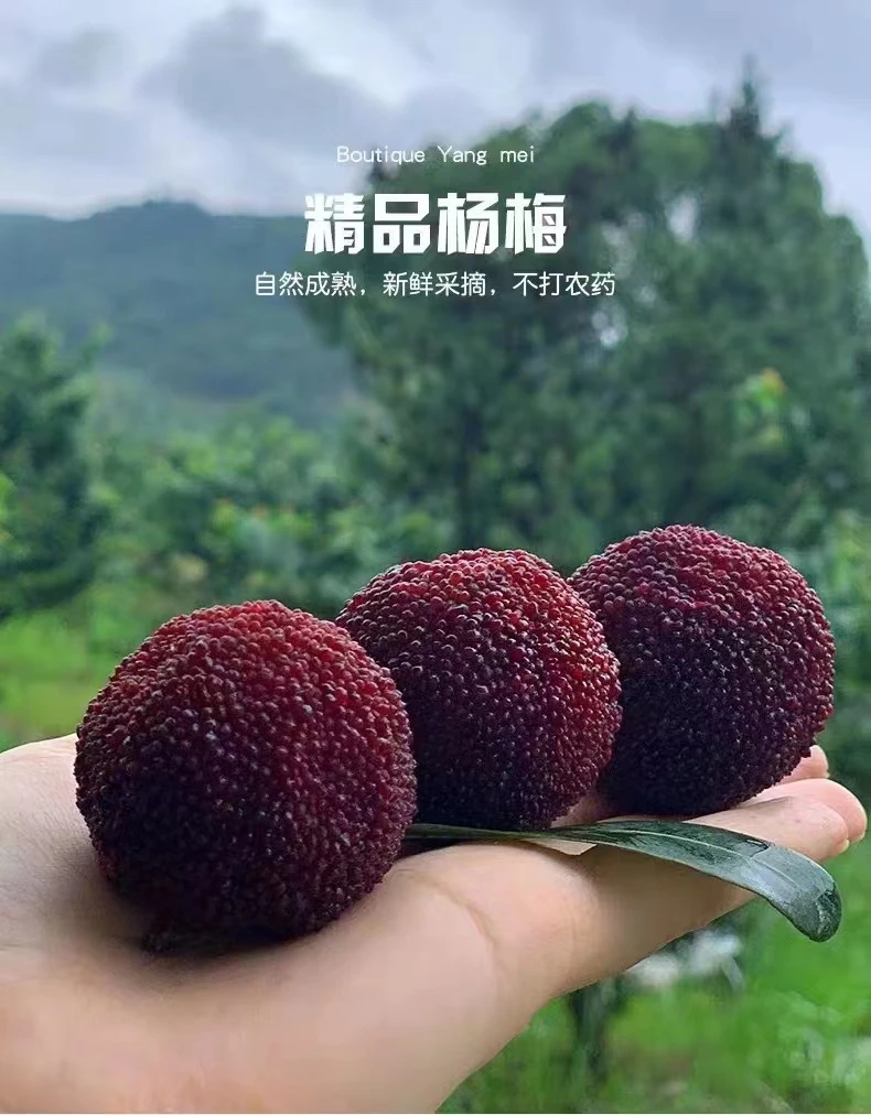 【浙江仙居】东魁精品露天杨梅新鲜采摘顺丰冷链空运