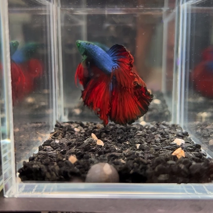 斗鱼竞拍跑单拉黑6日127