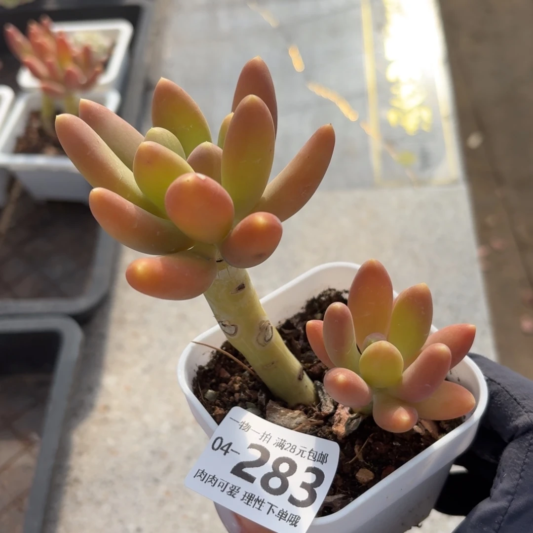 金蝉无盆土发货无盆土发货无
