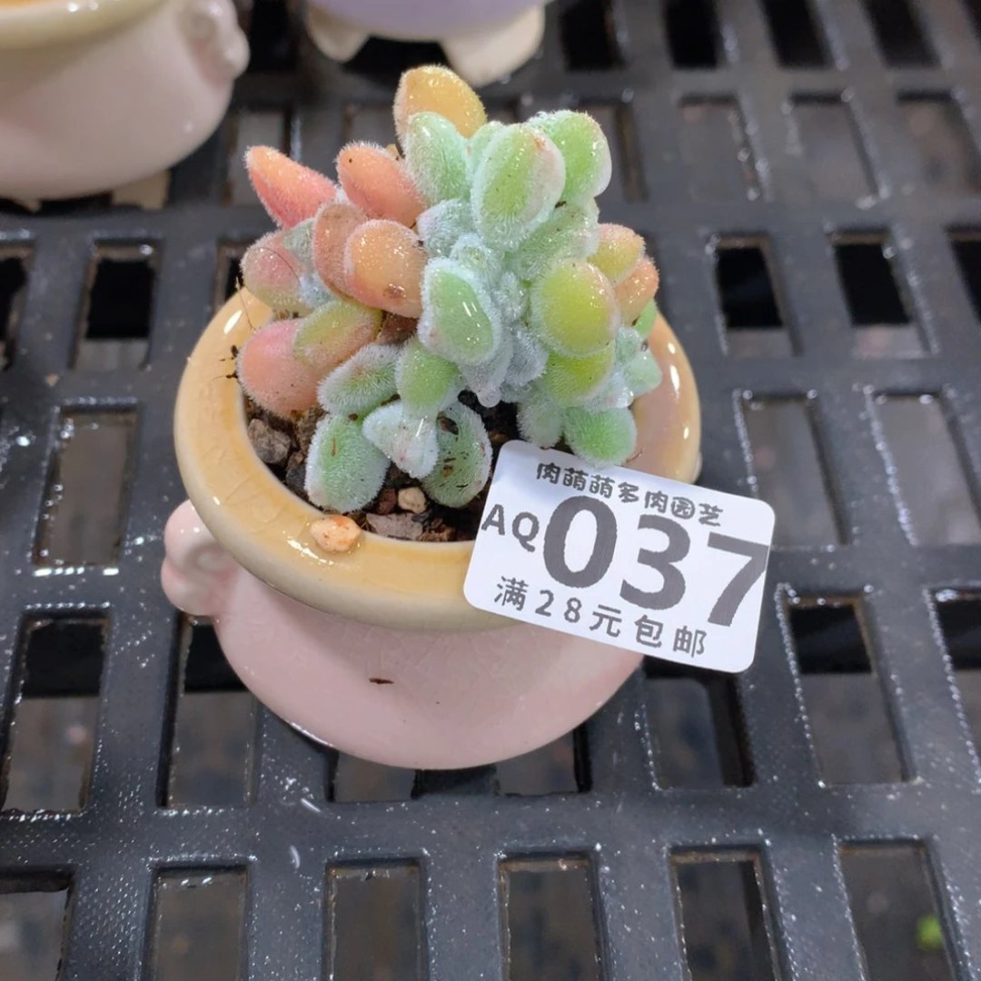 肉萌萌5cm拇指盆多肉AQ037
