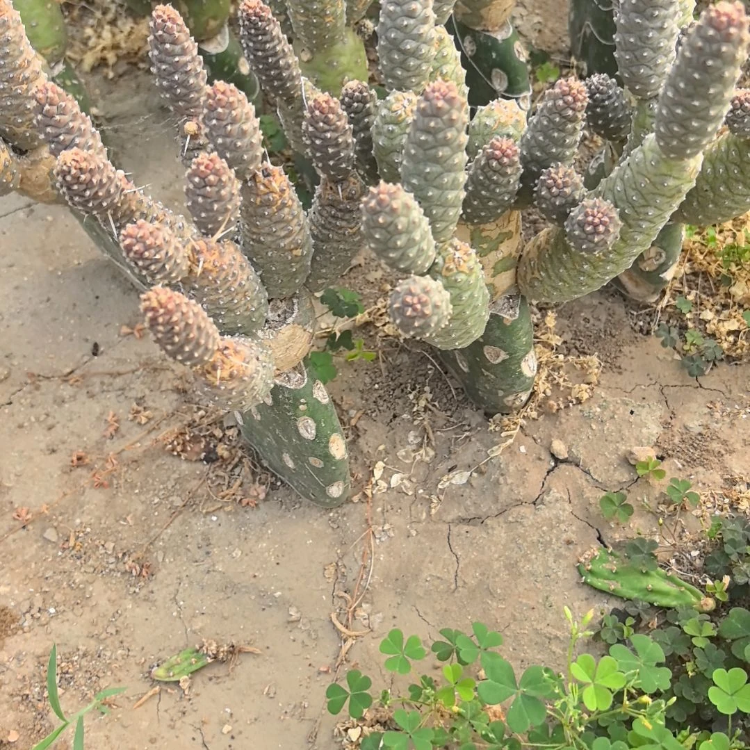 松笠团扇仙人球两个一组