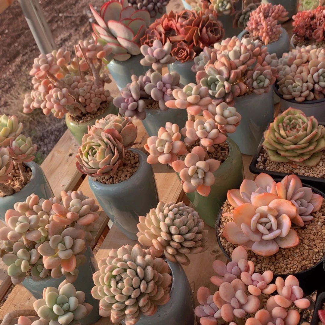 氢****发18盆的23个带盆发