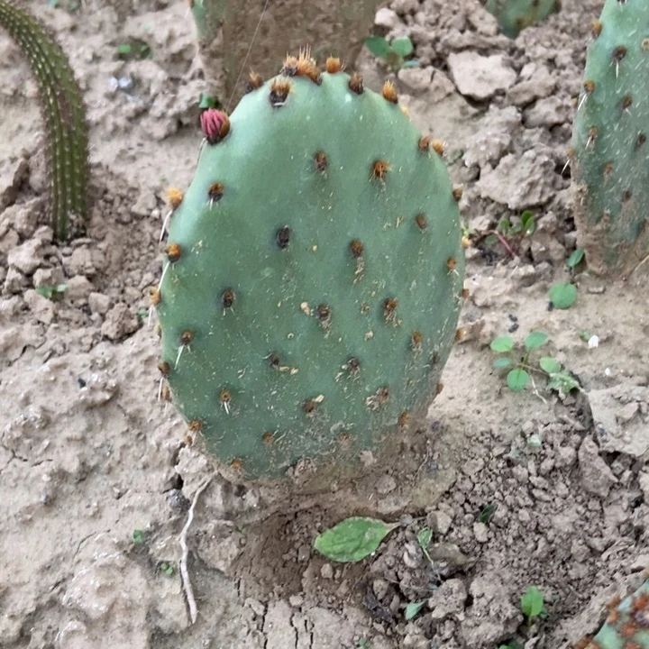 凤梨可乐塔一棵有根无侧芽