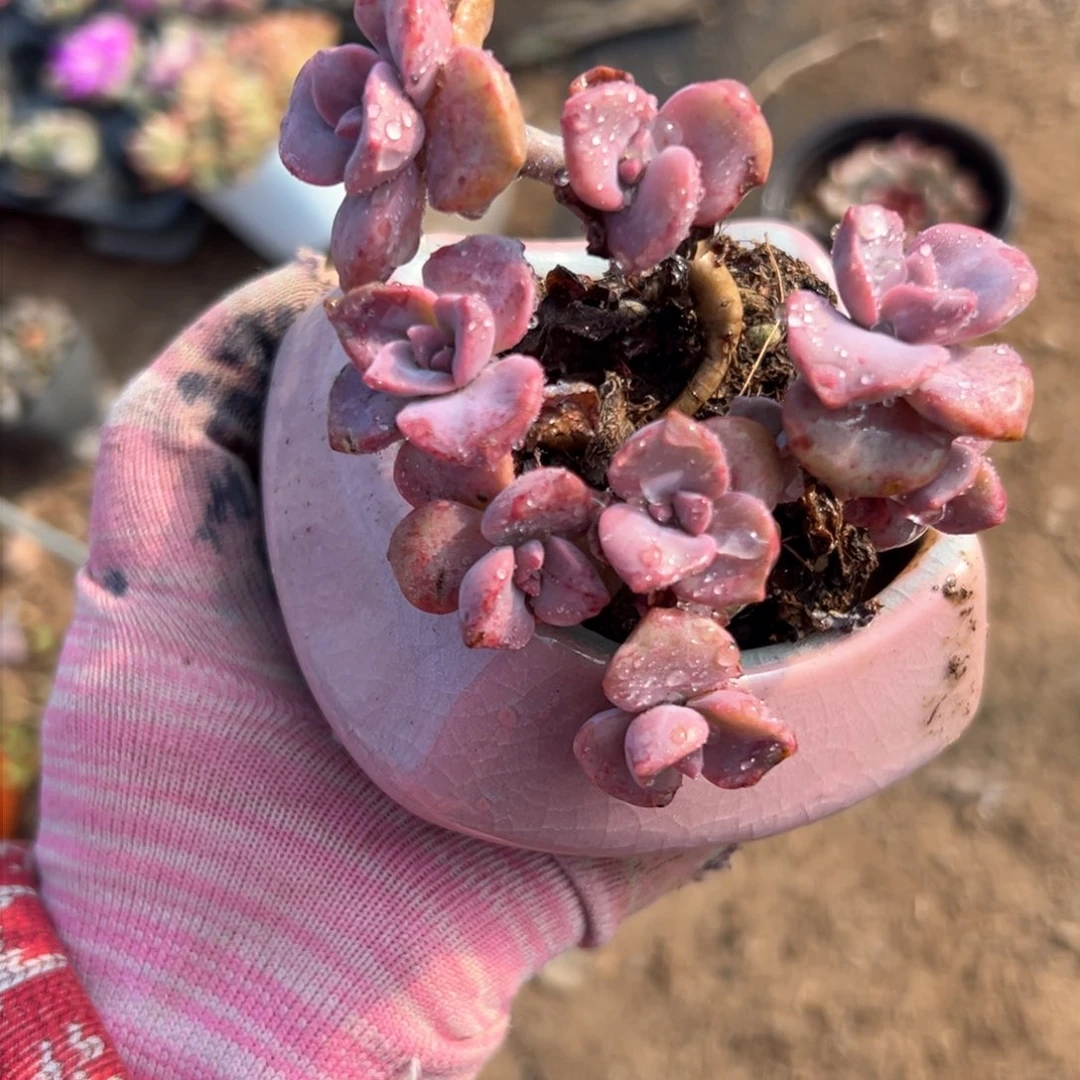 彩虹糖多肉亩头中央音乐学院植物