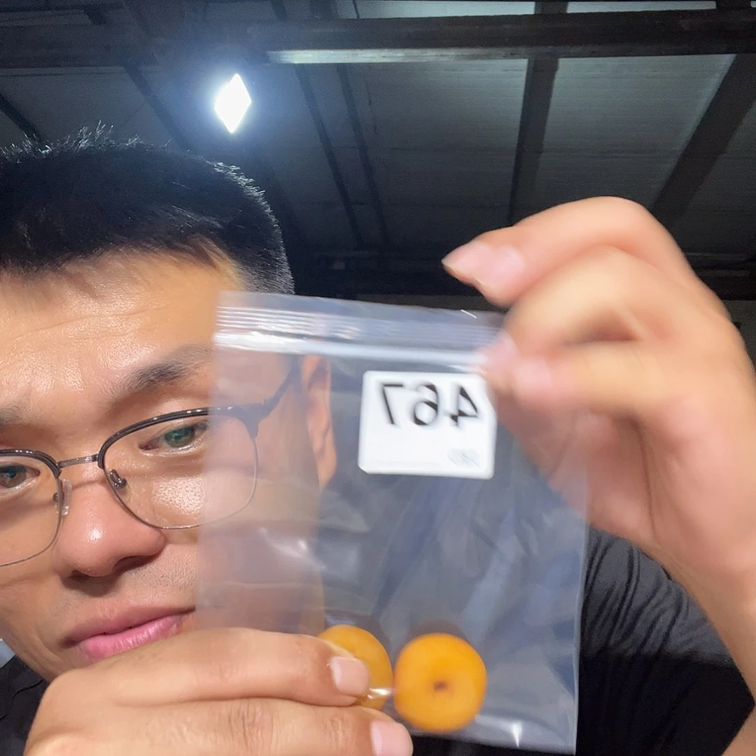 大果紫檀（缅甸花梨）467