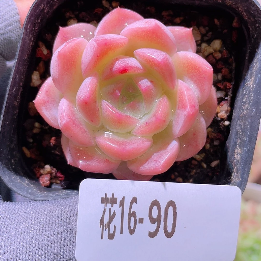 花利美16-90新品