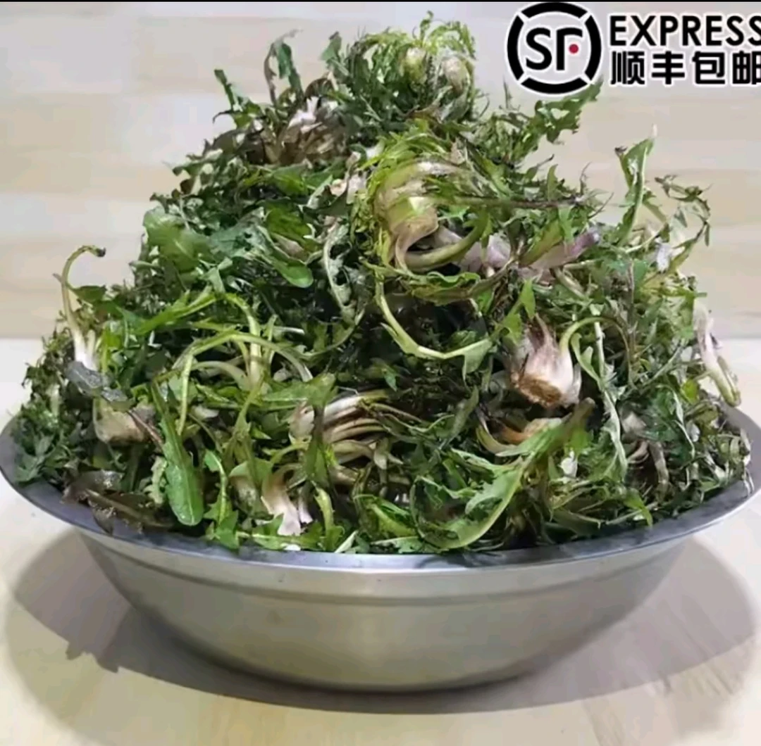 【婆婆丁】东北野生婆婆丁蒲公英山野菜苦菜东北蘸酱菜