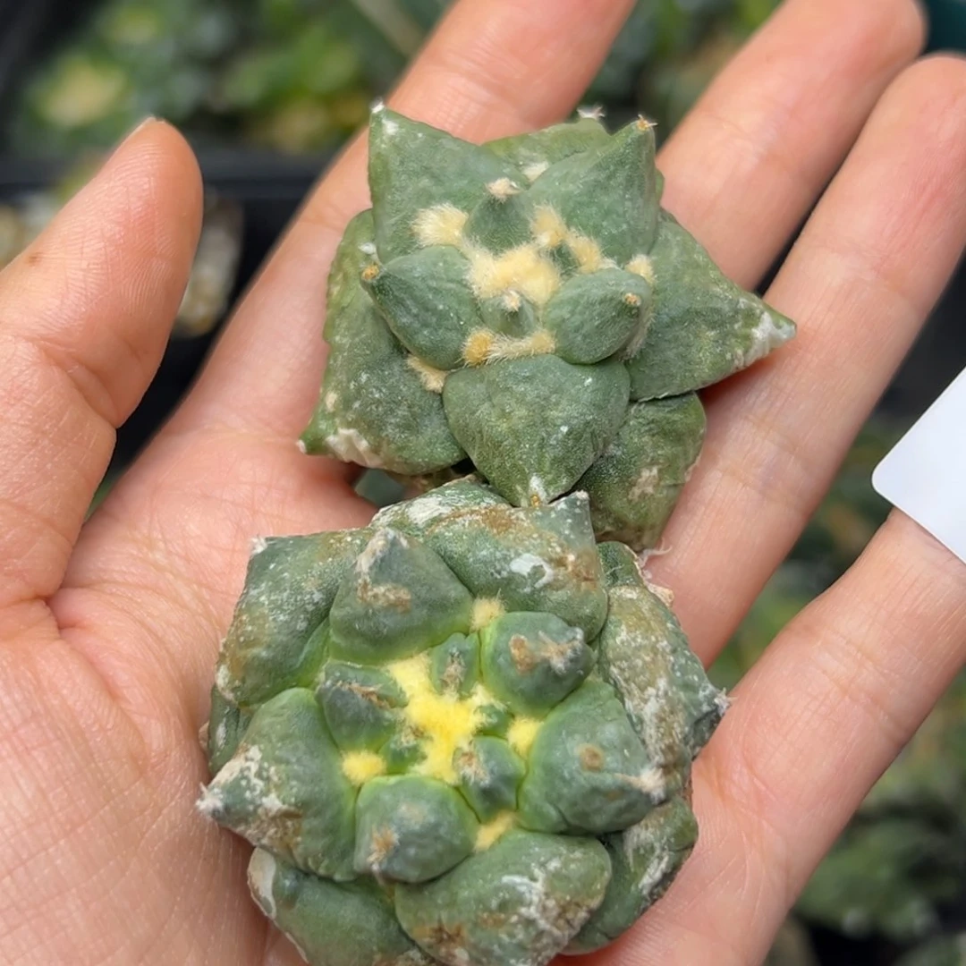 134 有根 仙人球的世界 随机一颗