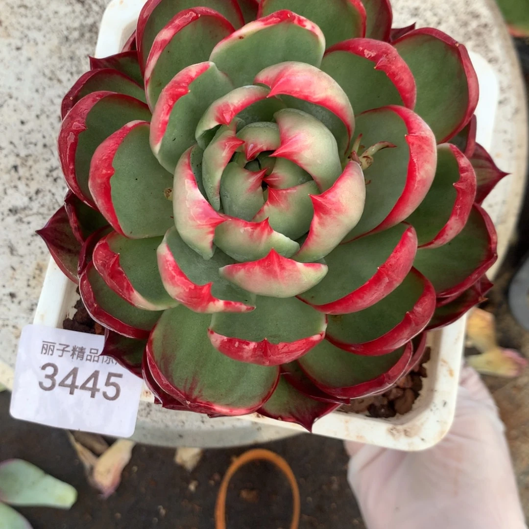 3445一物一拍13厘米
