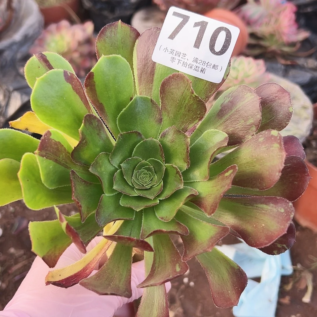 多肉植物多肉植物710