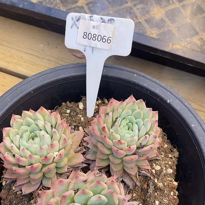 福利多多，808066