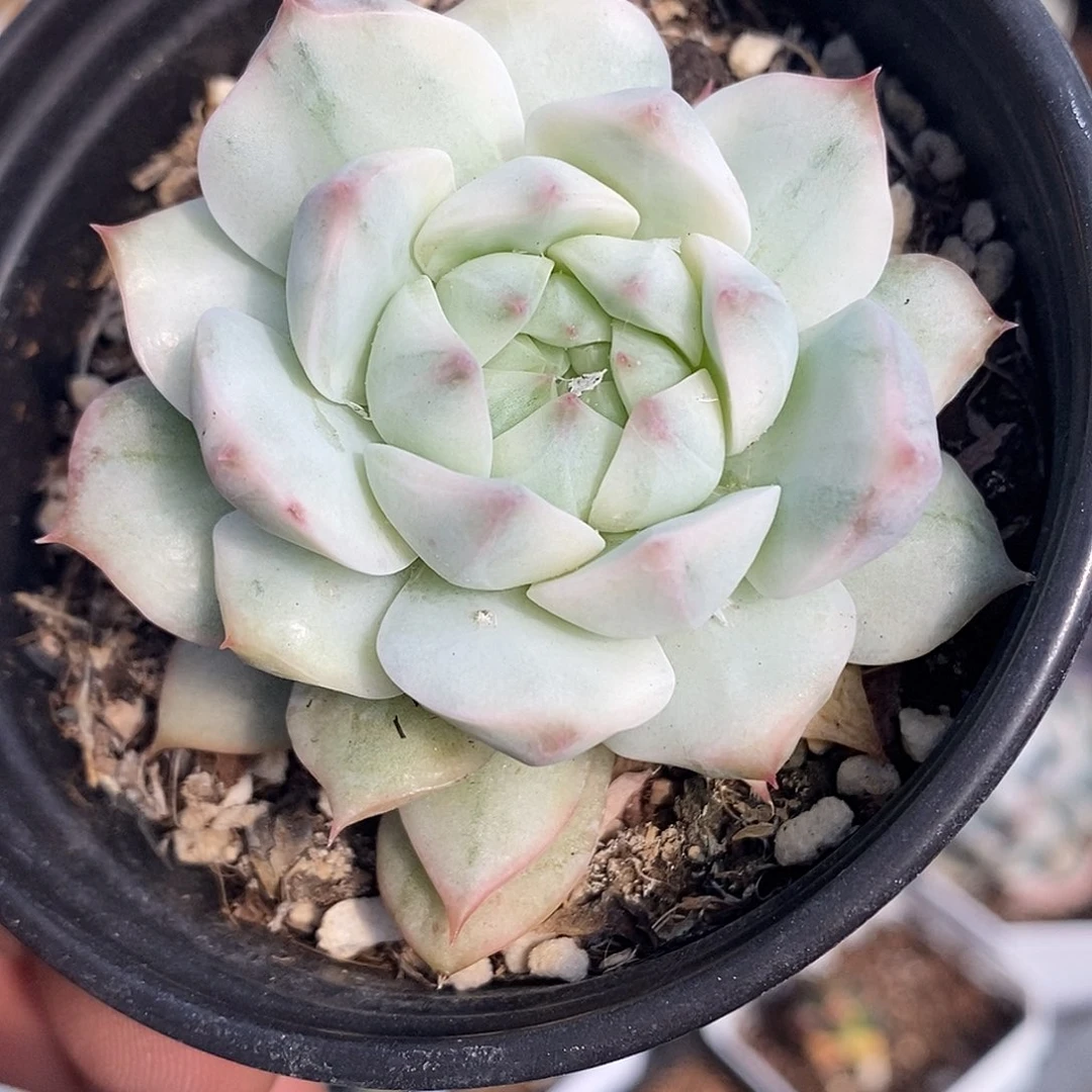 tp锦 小方花圃一物一拍
