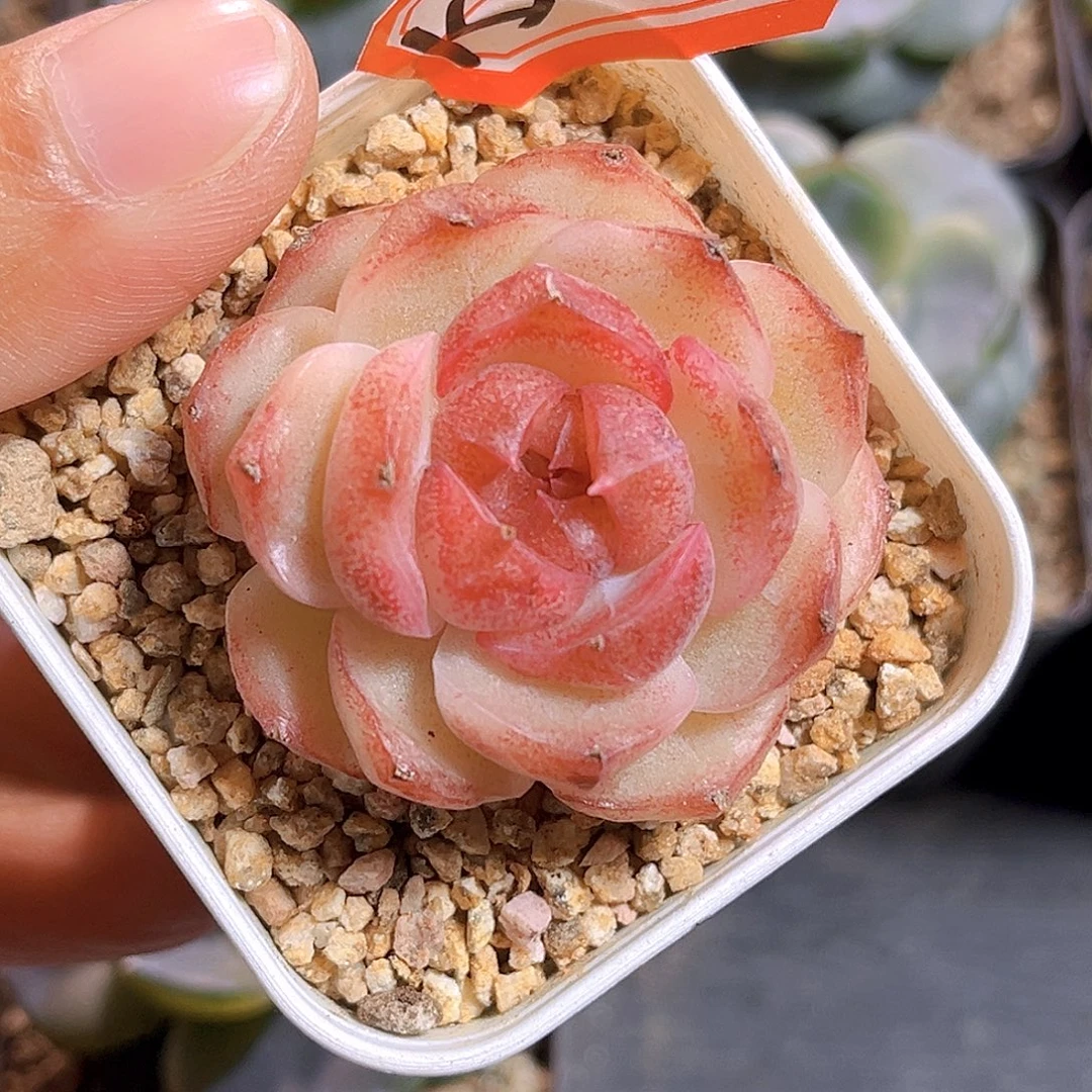 K533 新品珍妮  满18包邮