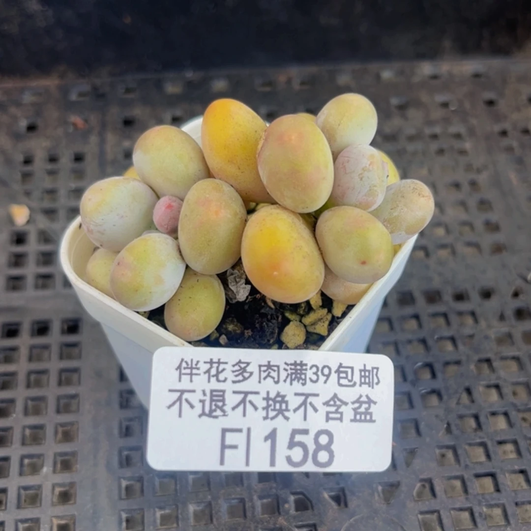 158-小糖豆多肉4cm