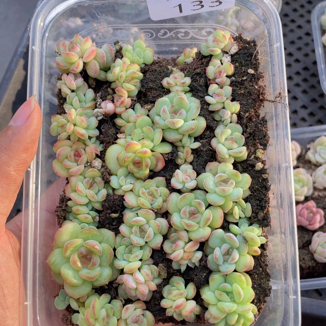 糕大上多肉植物133