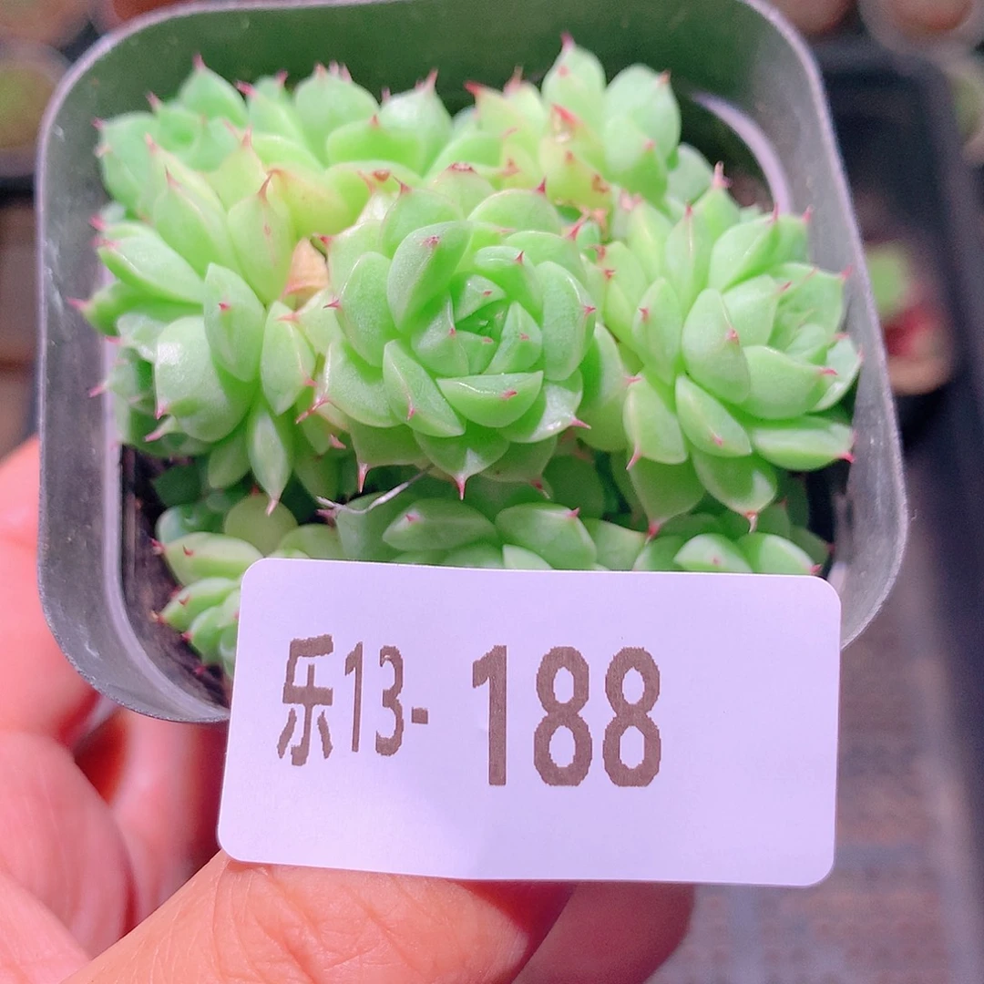 乐然13-188 海王群 不包整
