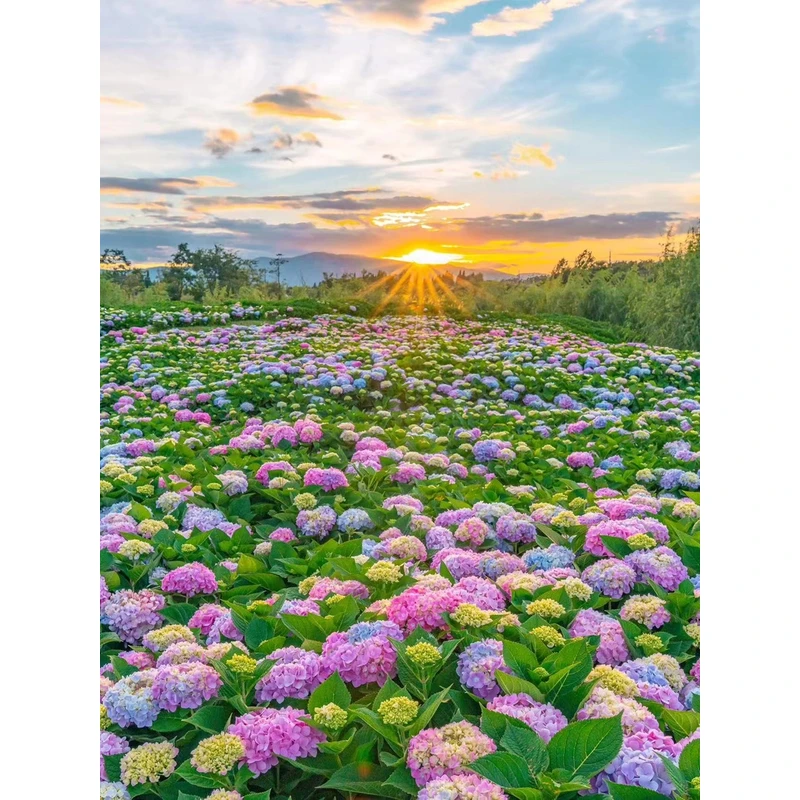 （三年）绣球老桩 云南基地直发  盆栽地载庭院易种植