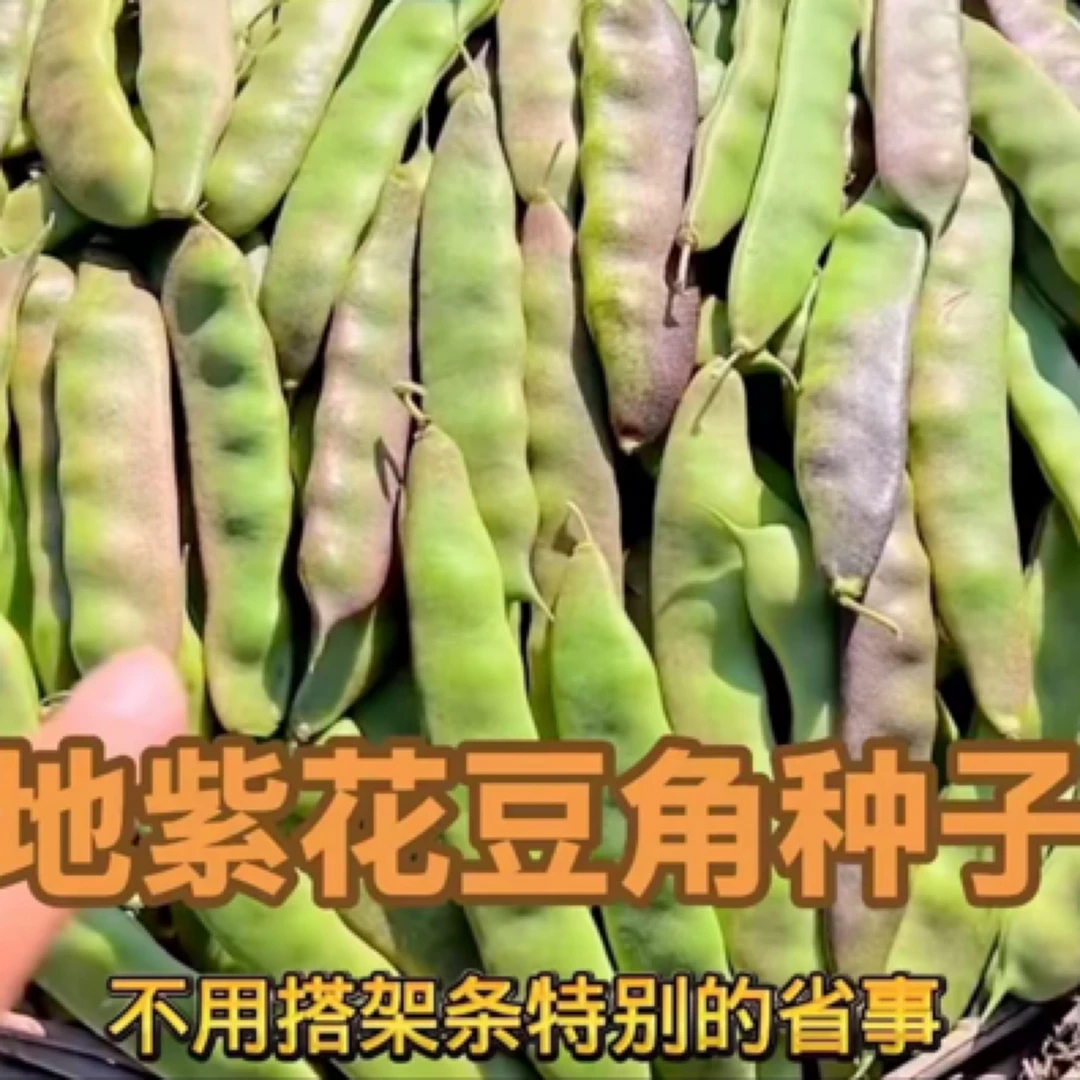 不搭架地紫花油豆角种子