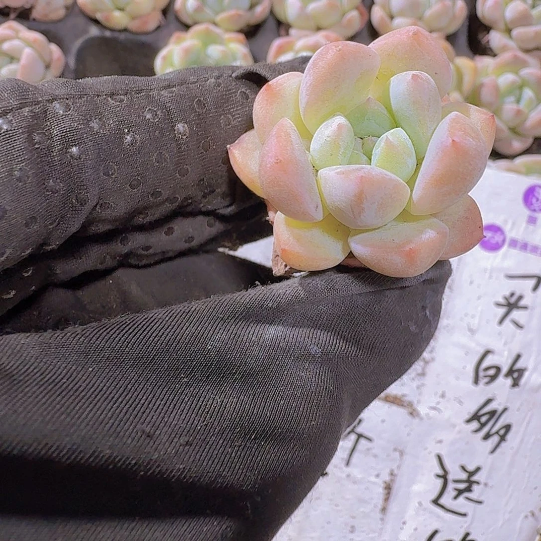 精品k18多肉植物两颗