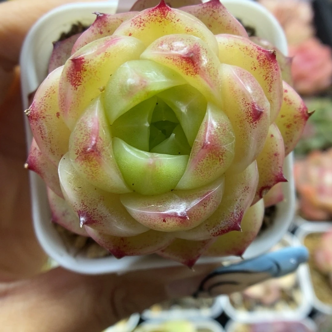 蜜蜡麦秆可拍517号。