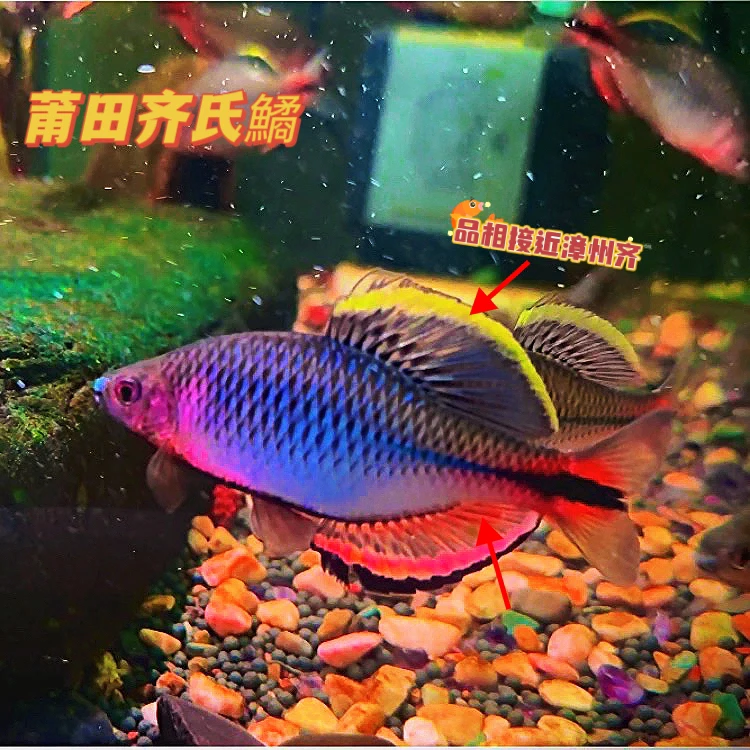 莆田齐氏鱊原生鱼广温鱼冷水鱼观赏鱼群游啃藻皮实好养