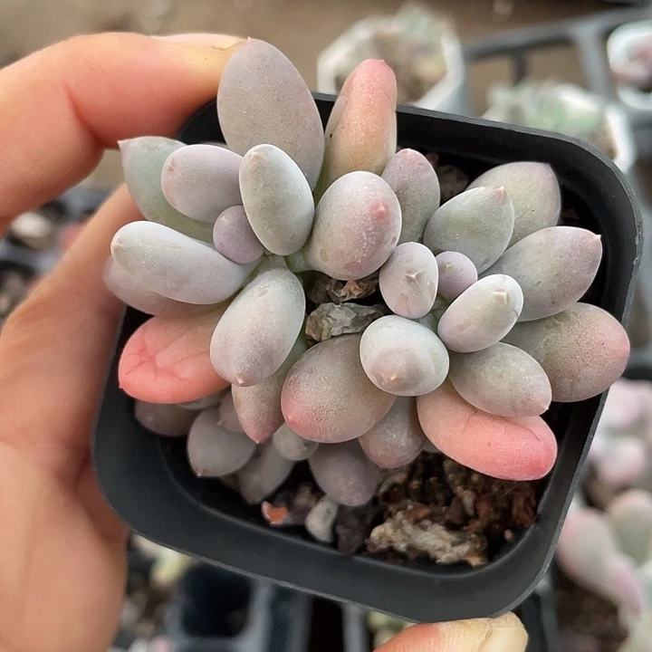 一我一拍樱花奶满18包邮