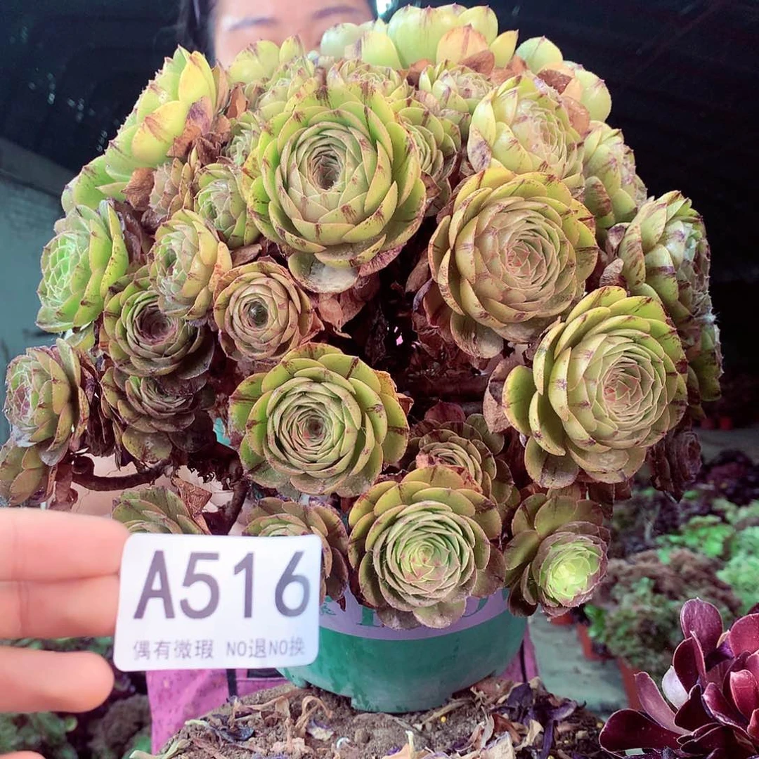 无花朵柒哥多肉法师不包侧断枝516