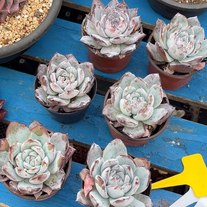 磨卡多肉55788888888888