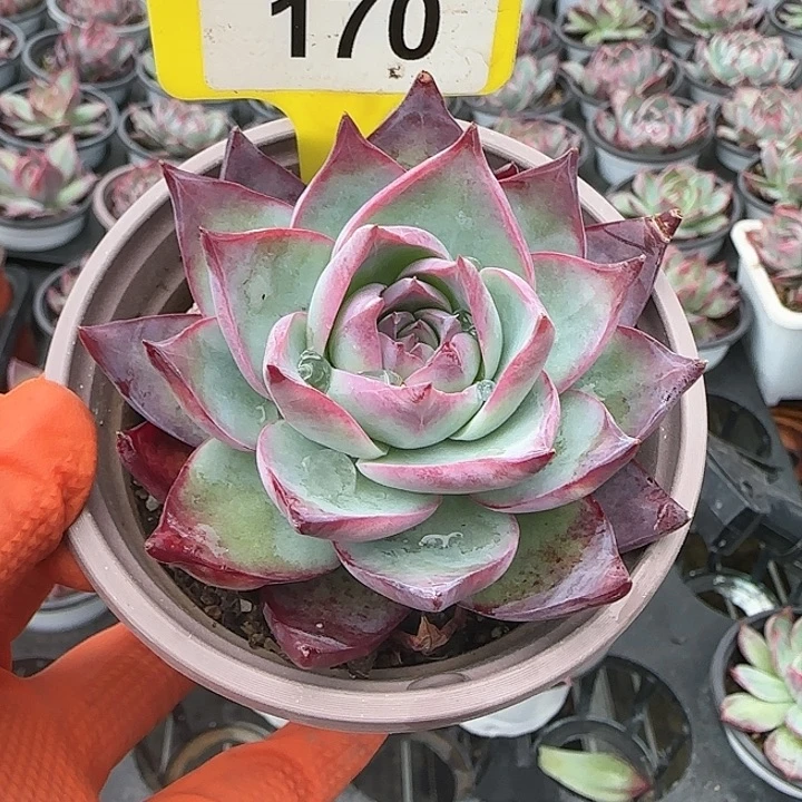 170 惊鸿仙子多肉植物6-9cm