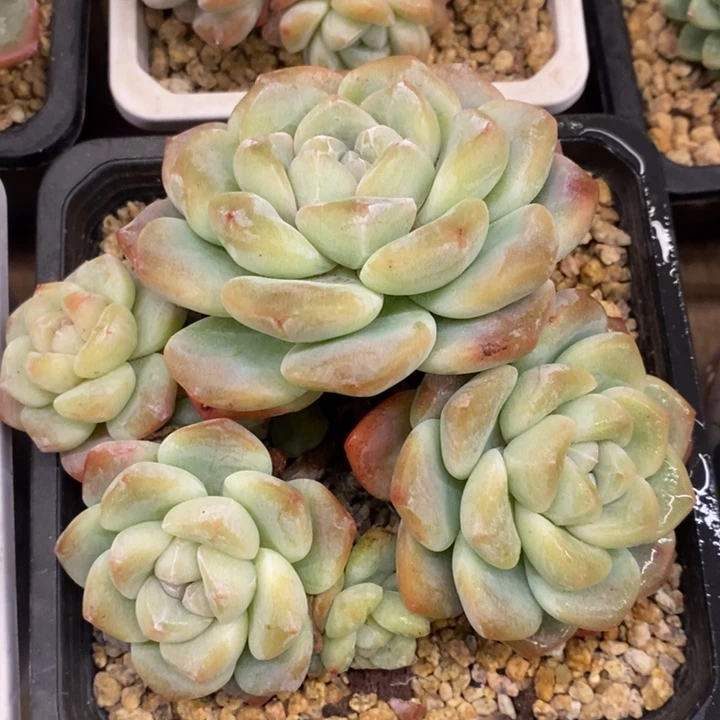 一*～多肉乐园精品冰玉