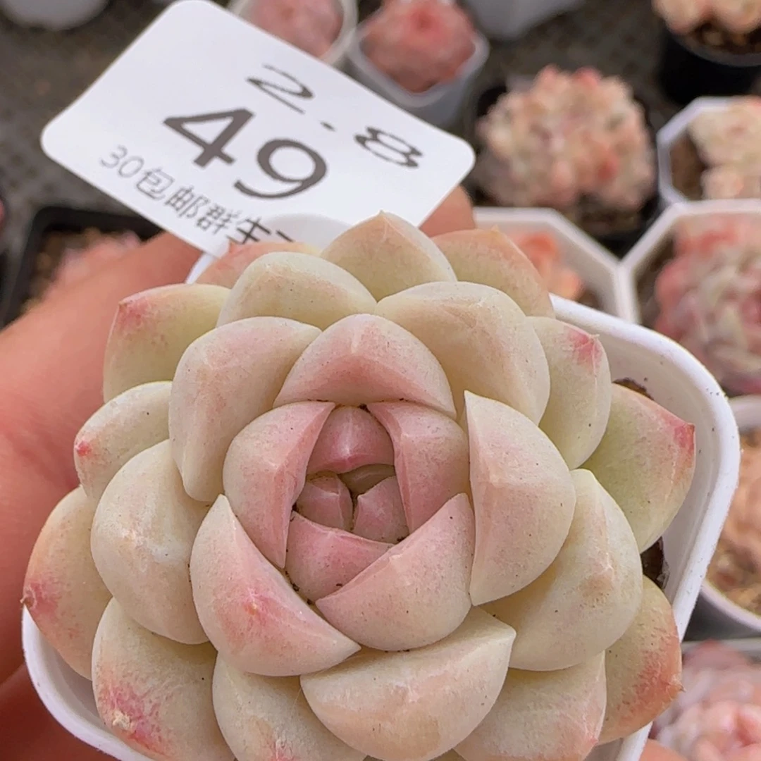 白桃汽水单头一颗脱土